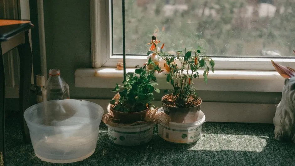Cozy indoor view of potted plants on a sunlit windowsill in Eskişehir, Türkiye.